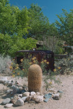 SDIM2906desert growth.jpg