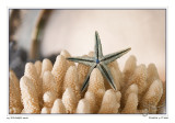 25Nov2006 - Starfish and Coral - 14500