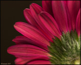 26Jan2007 Gerber Daisy - 15249