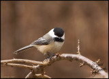 27Jan2007 Chickadee - 15252.jpg