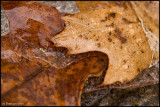 22Feb2007 Leaves and Ice - 15545