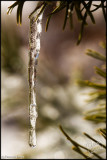 23Feb2007 Icicle and Pine Needles - 15595