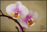 05Mar07 Orchids - 15758