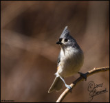 28Mar07 Tufted Titmouse - 15927