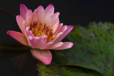 Lotus0087-23945.jpg