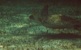 sea turtle swimming amongst the sea grass