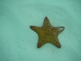 one of dozens of starfish under the water in front of our resort