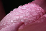 Lotus in Rain