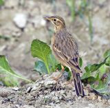 Richards Pipit