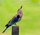 Indian Roller-8617