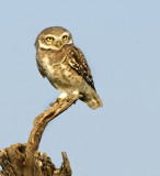 Spotted owlet-1420