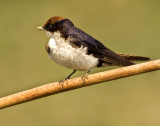Wire tailed swallow-2287