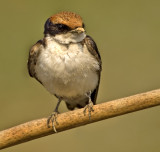 Wire tailed swallow-2284