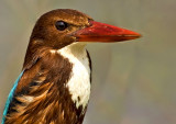 White-throated Kingfisher-2351