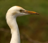 Cattle egret -2361