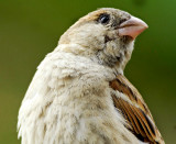  House Sparrow -4556
