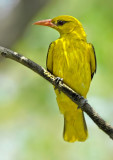 Golden oriole-5325