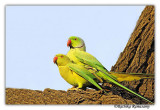 Rose Ringed Parakeet