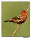 Red munia