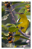 Golden Oriole(M)-5979