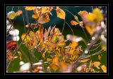 IMG_9523_1