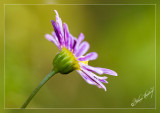 IMG_1446web.jpg