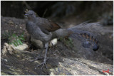 Lyre Bird