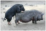 Pot-Bellied Pig