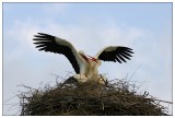 Storks In Love