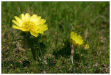 Adonis Vernalis VII