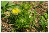 Adonis Vernalis X