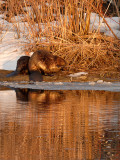 Beaver at Port Bay Inlet