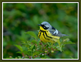 Magnolia Warbler