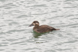 Surf Scoter