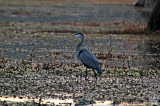 Blue Heron