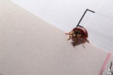 Physics Homework Ladybug