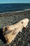 Driftwood