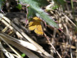 Little Metalmark 2.jpg