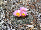 17 - Cactus Blossoms.jpg