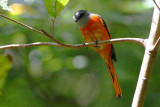 Grey-throated Minivet