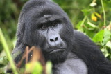 Mammals of Uganda 2007