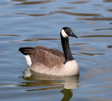 Canadian Goose