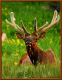 Bull Elk in Fresh Velvet  001