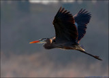 Great Blue Heron Silhouetted with backlit sun