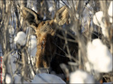 Moose in Hiding