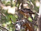 Coopers Hawk with a light Snack in the shade