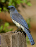 Mexican Jay