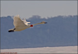 Trumpeter Swan taking off