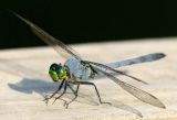 dragonfly_1.jpg