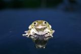 frog portrait